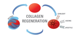 Collagen Regeneration